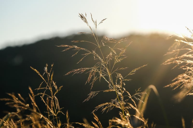Ornamental Grasses