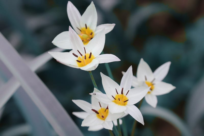Spring Blooms