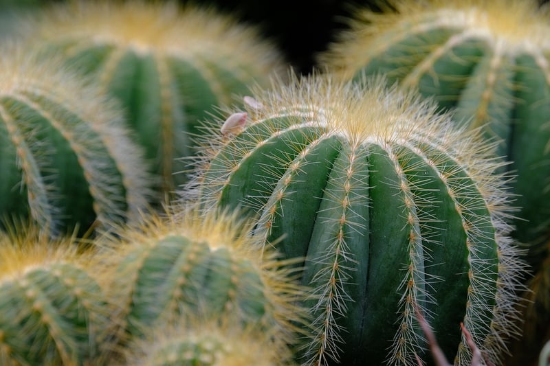Summer Succulents