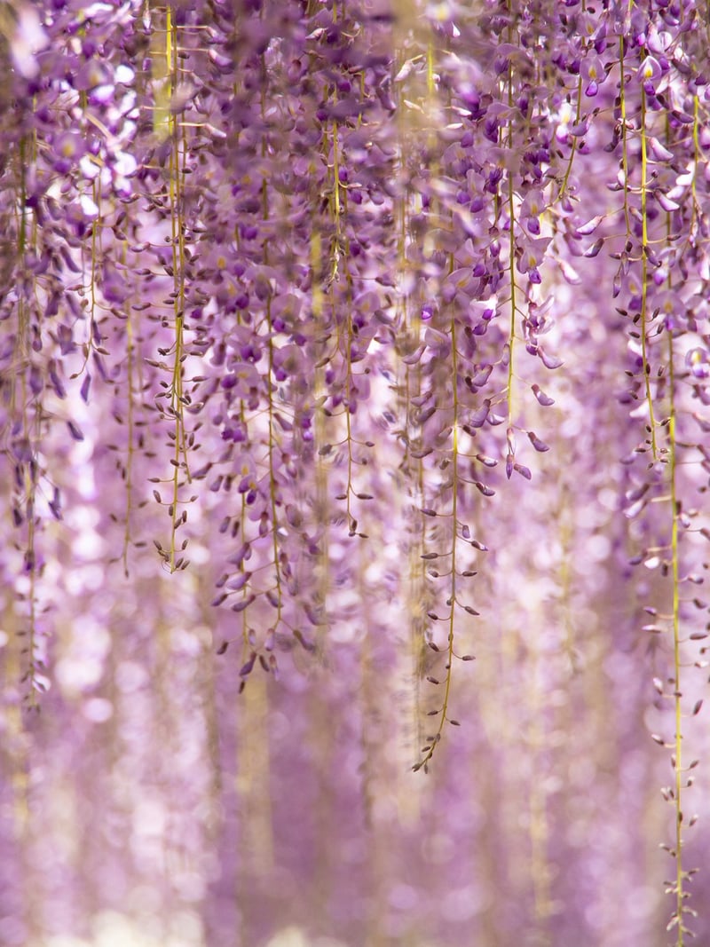 Vertical Trellises